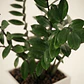 Palma ZZ (samioculca)  Planta Natural de Interiores Grande - Miniatura 3