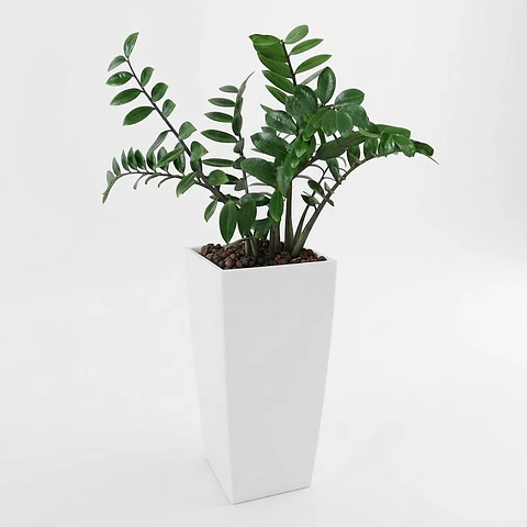Palma ZZ (samioculca)  Planta Natural de Interiores Grande