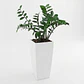 Palma ZZ (samioculca)  Planta Natural de Interiores Grande - Miniatura 1
