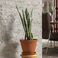 Maceta Plástica de Plantas más plato 30cm Diámetro x23,6cm Alto - Miniatura 6
