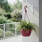 Maceta plástica de colgar para plantas de 20cm diámetro - Miniatura 13