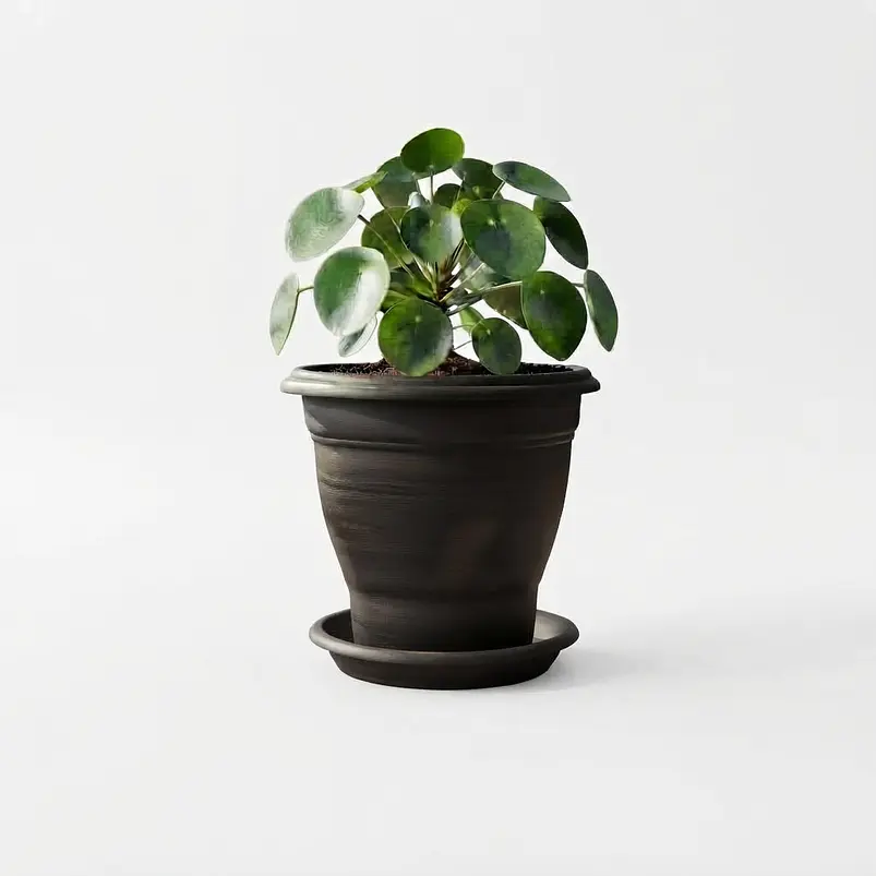 Maceta Plantas Clásica Firme Más Plato 35cm Diámetro x27cm Alto 7
