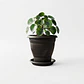 Maceta Plantas Clásica Firme Más Plato 35cm Diámetro x27cm Alto - Miniatura 7