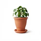 Maceta Plantas Clásica Firme Más Plato 35cm Diámetro x27cm Alto - Miniatura 6