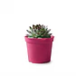 Maceta Plástica Siembra Tipo Vivero 17cm Diámetro x14cm Alto - Miniatura 15