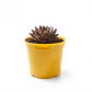 Maceta Plástica Siembra Tipo Vivero 17cm Diámetro x14cm Alto - Miniatura 17