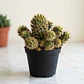 Cactus y Suculenta En Maceta Tipo Vivero P7 - Miniatura 1