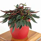 Peperomia Rizo En Maceta Tipo Vivero Más Sustrato - Miniatura 3