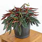 Peperomia Rizo En Maceta Tipo Vivero Más Sustrato - Miniatura 4