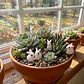 20 Mini Conejitos De Resina Para Jardín De Hadas Y Terrarios - Miniatura 4