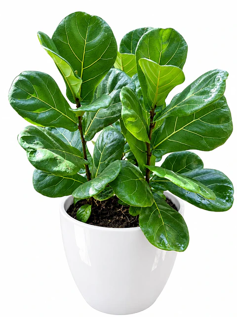 Ficus Pandurata  Más Sustrato Orgánico en Maceta de Vivero