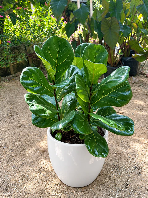 Ficus Pandurata  Más Sustrato Orgánico en Maceta de Vivero