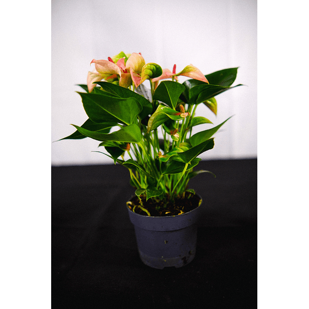 Anthurium Rosa Especial *Matata* (A3)  1