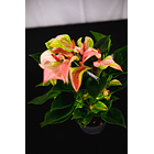 Anthurium Rosa Especial *Matata* (A3)  2