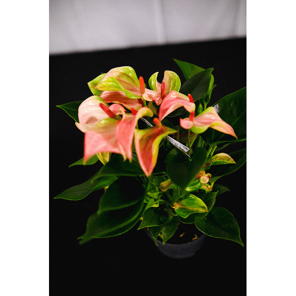 Anthurium Rosa Especial *Matata* (A3)  2