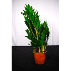 Zamioculca | Planta da Sorte 1