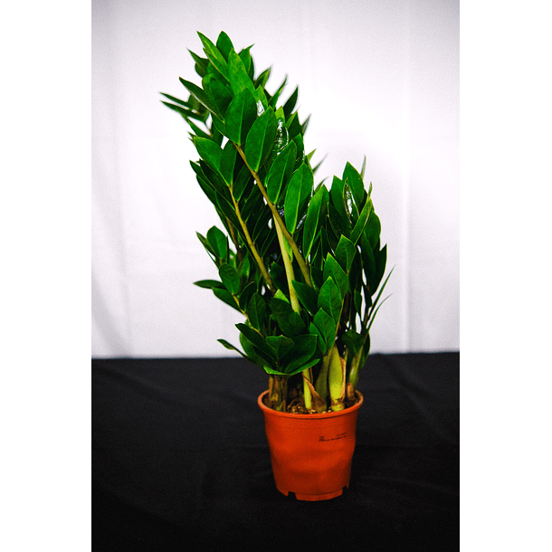 Zamioculca | Planta da Sorte 1