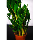 Zamioculca | Planta da Sorte 2