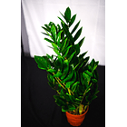 Zamioculca | Planta da Sorte 3