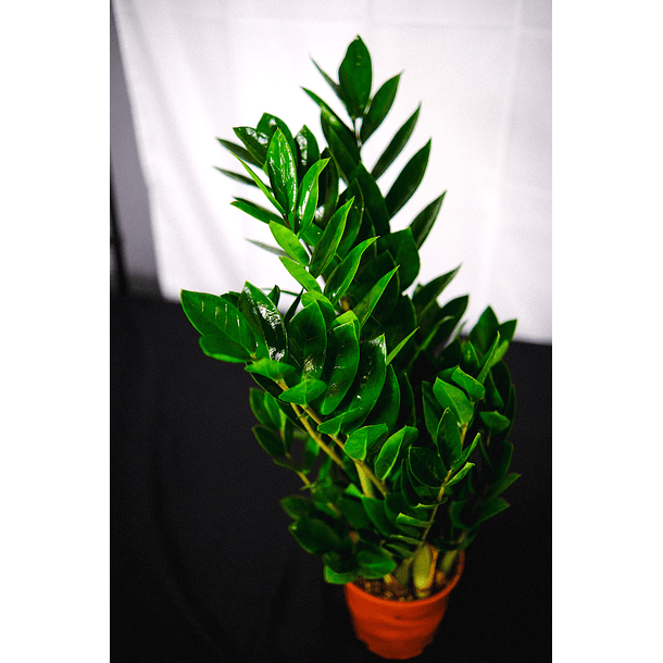 Zamioculca | Planta da Sorte 3