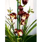 Cymbidium Wine Gum 3-4 Hastes (Cor de Vinho)  1