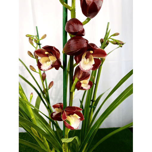 Cymbidium Wine Gum 3-4 Hastes (Cor de Vinho) 
