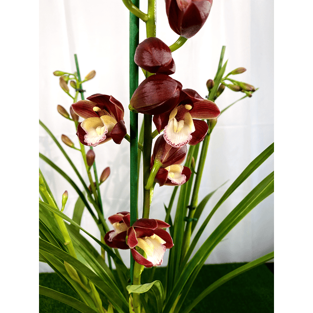 Cymbidium Wine Gum 3-4 Hastes (Cor de Vinho)  1