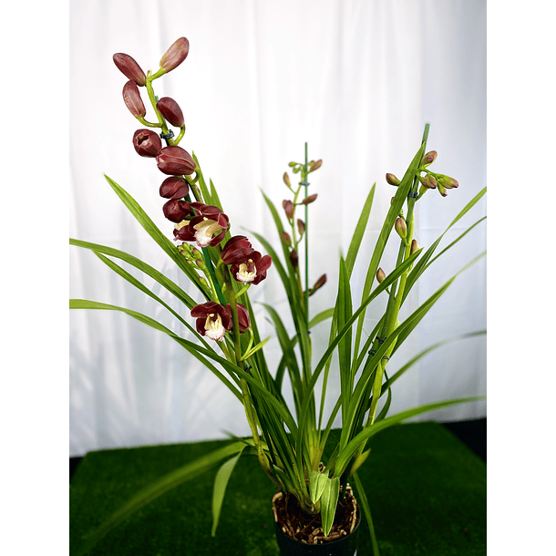 Cymbidium Wine Gum 3-4 Hastes (Cor de Vinho)  2