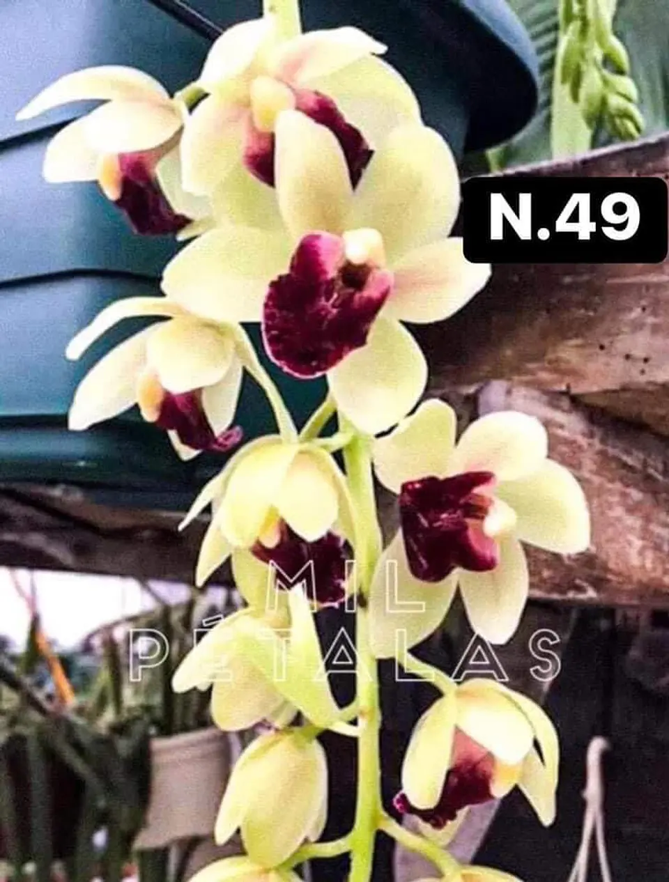 PACK Orquídeas Cymbidium de Coleção com 3/4 bolbos cada 49