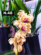 PACK Orquídeas Cymbidium de Coleção com 3/4 bolbos cada - Miniatura 48