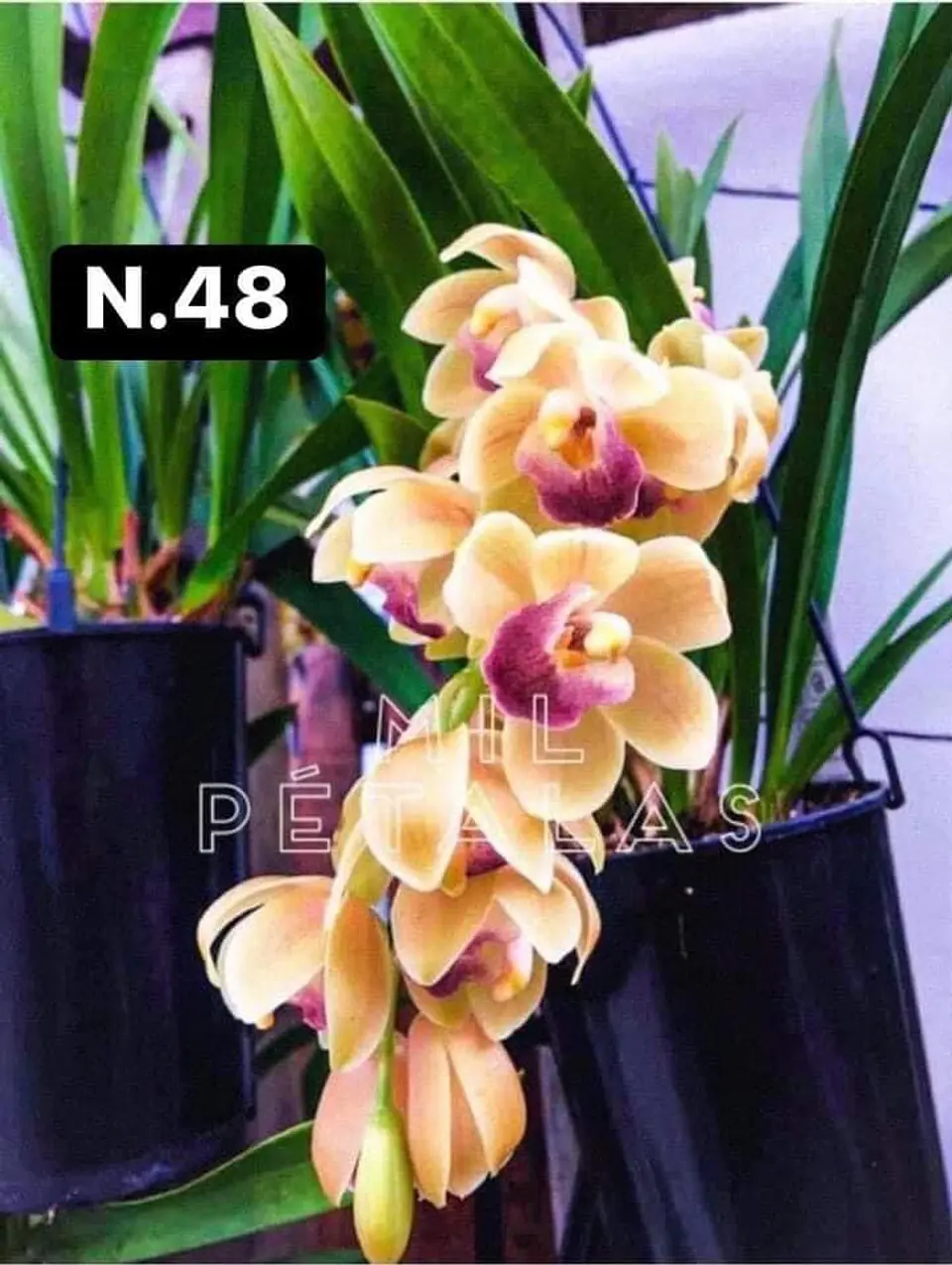 PACK Orquídeas Cymbidium de Coleção com 3/4 bolbos cada 48