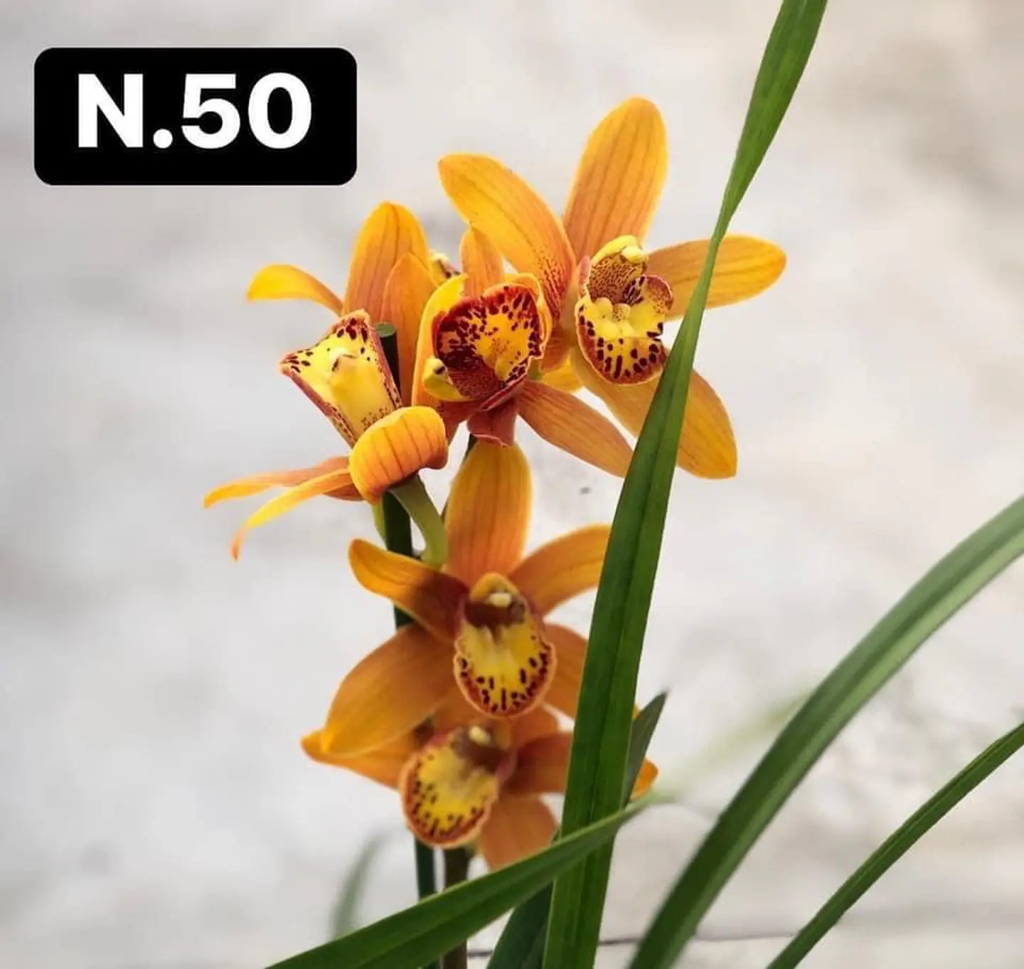 PACK Orquídeas Cymbidium de Coleção com 3/4 bolbos cada 50
