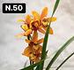 PACK Orquídeas Cymbidium de Coleção com 3/4 bolbos cada - Miniatura 50