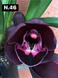 PACK Orquídeas Cymbidium de Coleção com 3/4 bolbos cada - Miniatura 45