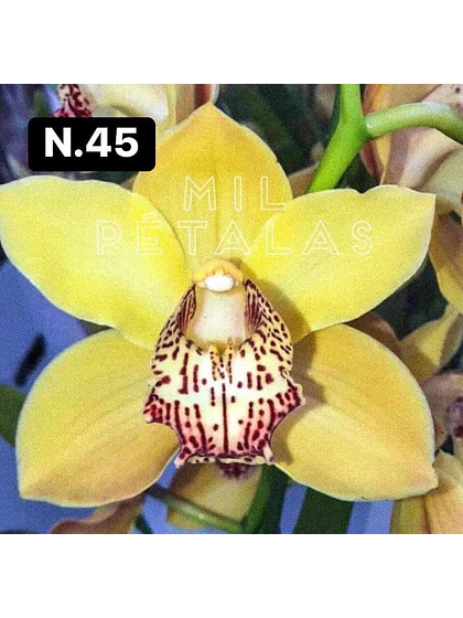 Orquídea Cymbidium amarela