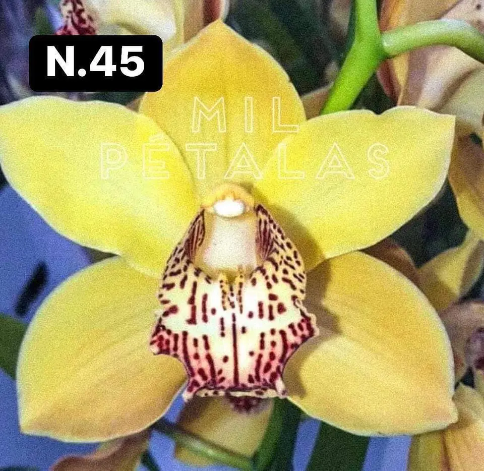 PACK Orquídeas Cymbidium de Coleção com 3/4 bolbos cada 46