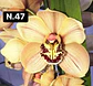PACK Orquídeas Cymbidium de Coleção com 3/4 bolbos cada - Miniatura 47