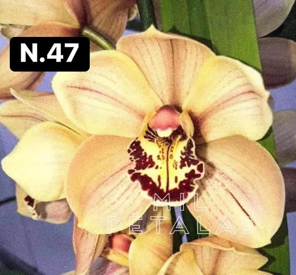 PACK Orquídeas Cymbidium de Coleção com 3/4 bolbos cada 47