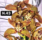 PACK Orquídeas Cymbidium de Coleção com 3/4 bolbos cada - Miniatura 44