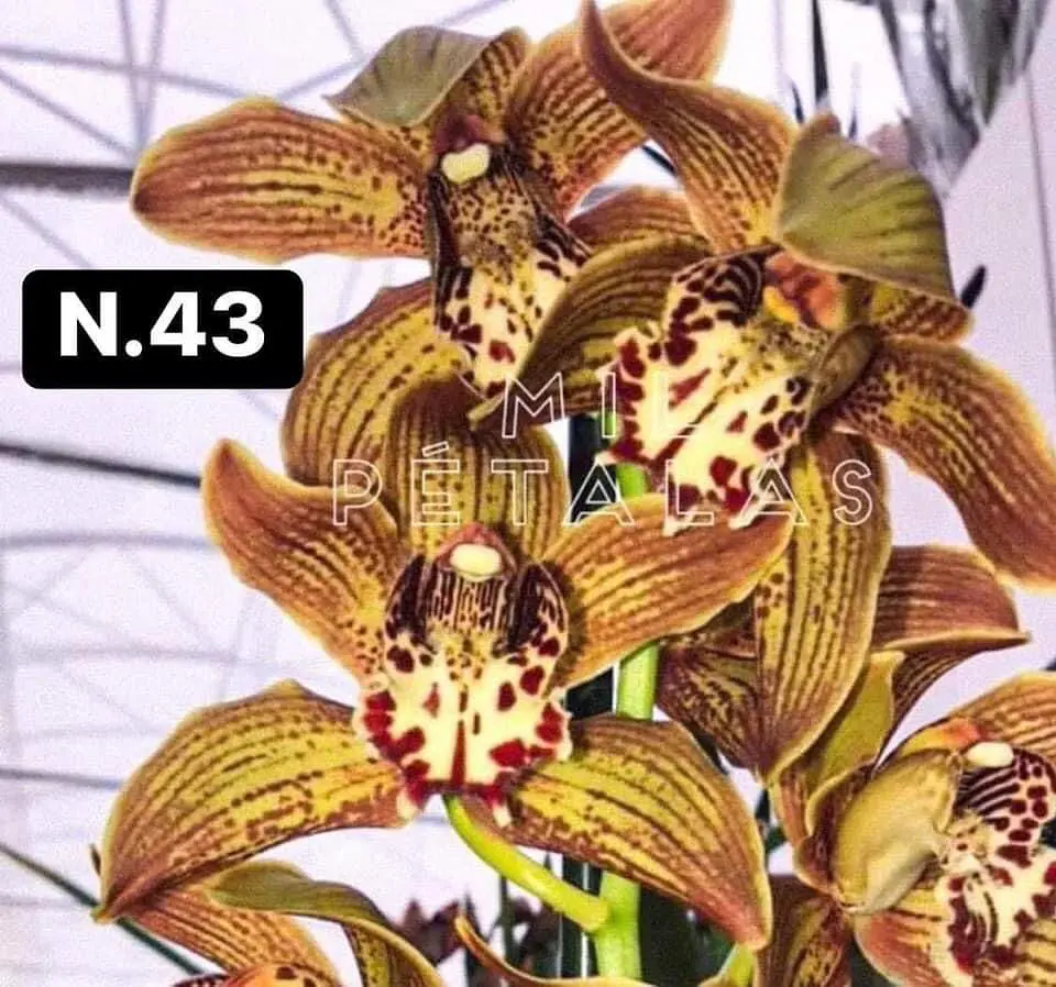 PACK Orquídeas Cymbidium de Coleção com 3/4 bolbos cada 44