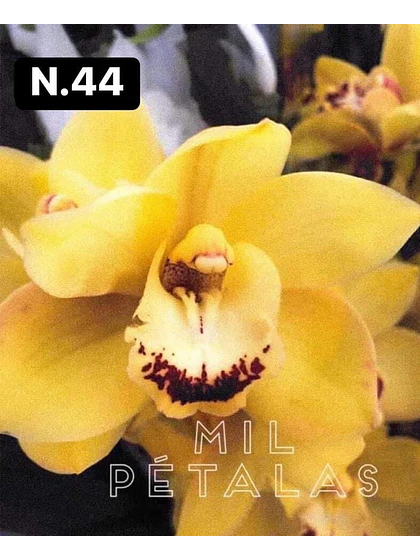 Orquídea Cymbidium amarelo-ouro