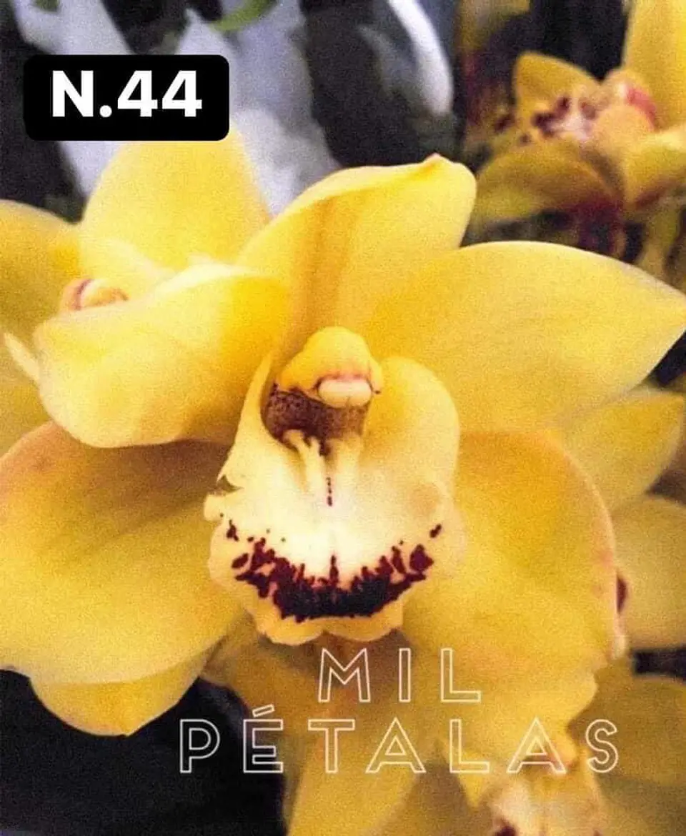 PACK Orquídeas Cymbidium de Coleção com 3/4 bolbos cada 41