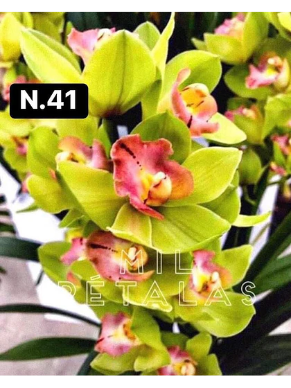 Orquídea Cymbidium verde claro
