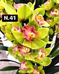 PACK Orquídeas Cymbidium de Coleção com 3/4 bolbos cada - Miniatura 42