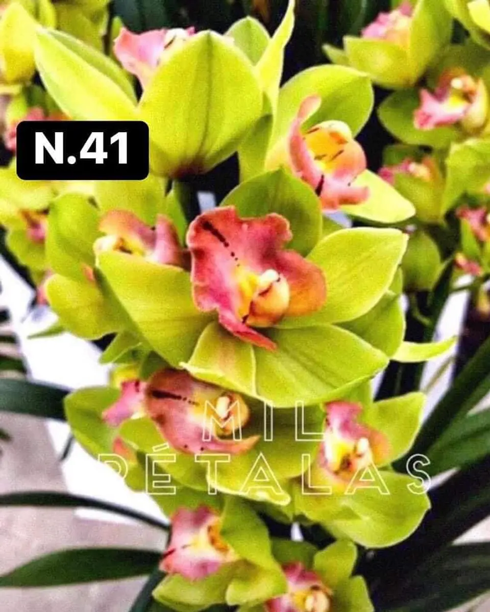 PACK Orquídeas Cymbidium de Coleção com 3/4 bolbos cada 42