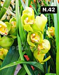 PACK Orquídeas Cymbidium de Coleção com 3/4 bolbos cada - Miniatura 43