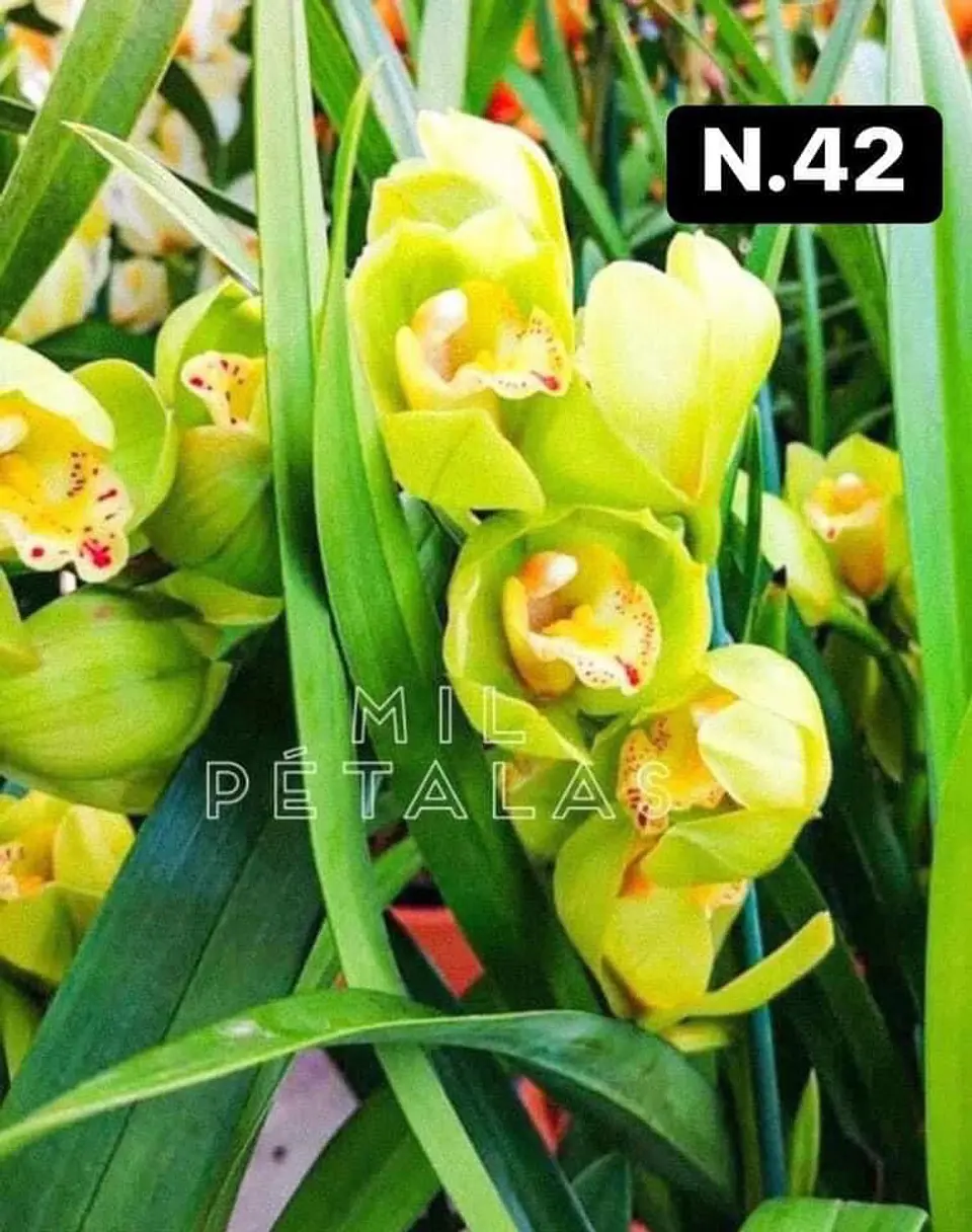 PACK Orquídeas Cymbidium de Coleção com 3/4 bolbos cada 43