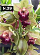 PACK Orquídeas Cymbidium de Coleção com 3/4 bolbos cada - Miniatura 39