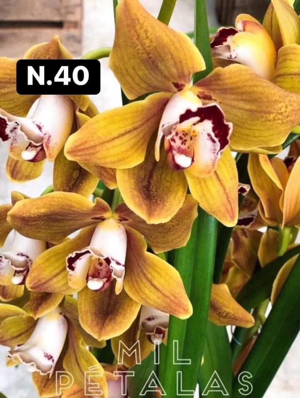 PACK Orquídeas Cymbidium de Coleção com 3/4 bolbos cada 40