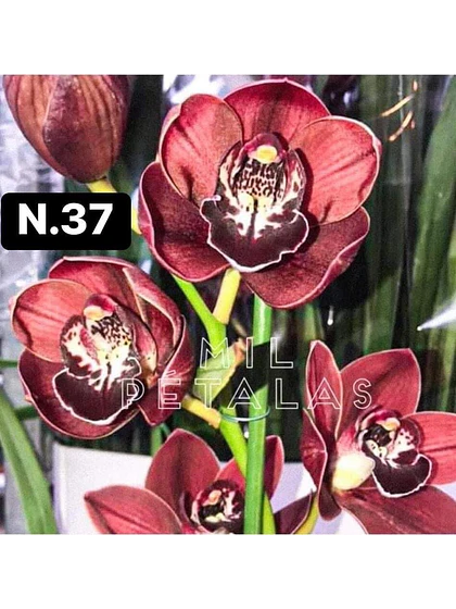 Orquídea Cymbidium vinho